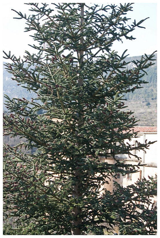 Pinsapo