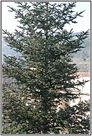 Pinsapo