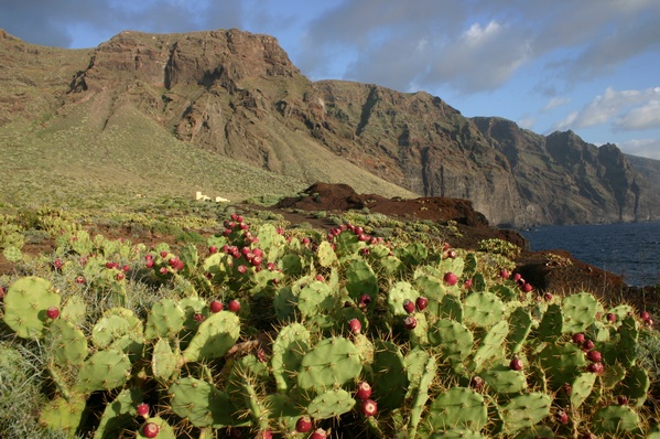 Punta del Teno