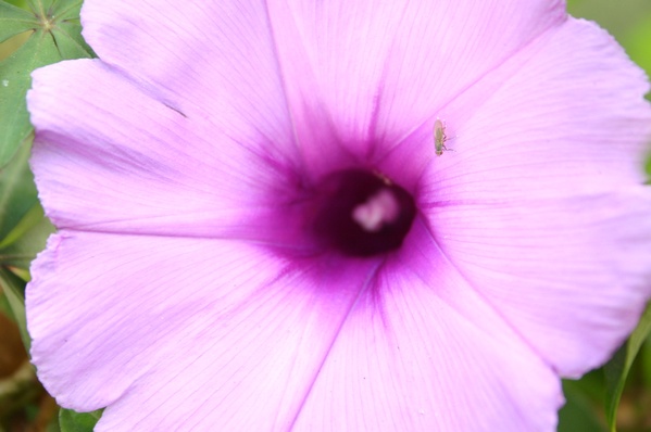 Mosquito with flower