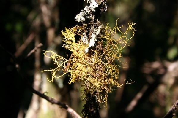 Lichen