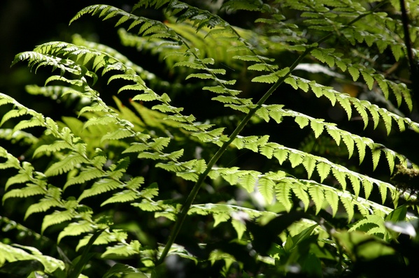 Ferns