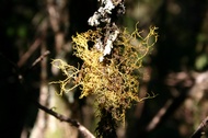 Lichen