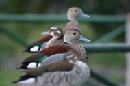 Ducks