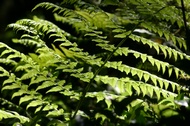 Ferns