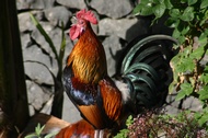 The Hermigua's cock