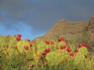 Punta del Teno