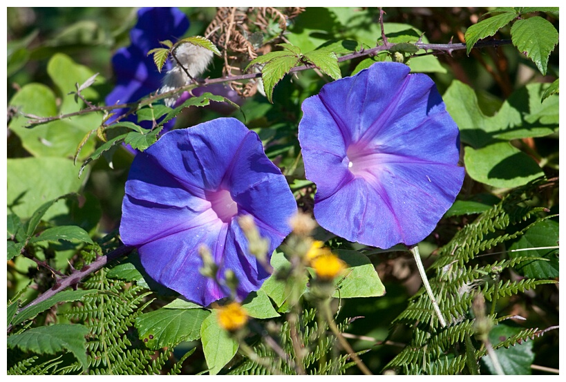Flores