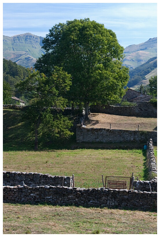 Prados y Campias