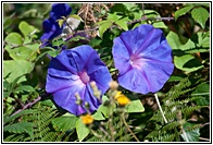 Flores