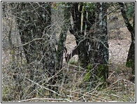 Sierra de Cazorla