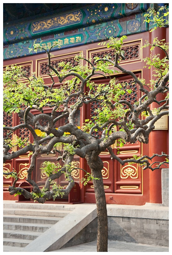 Lama Temple Complex