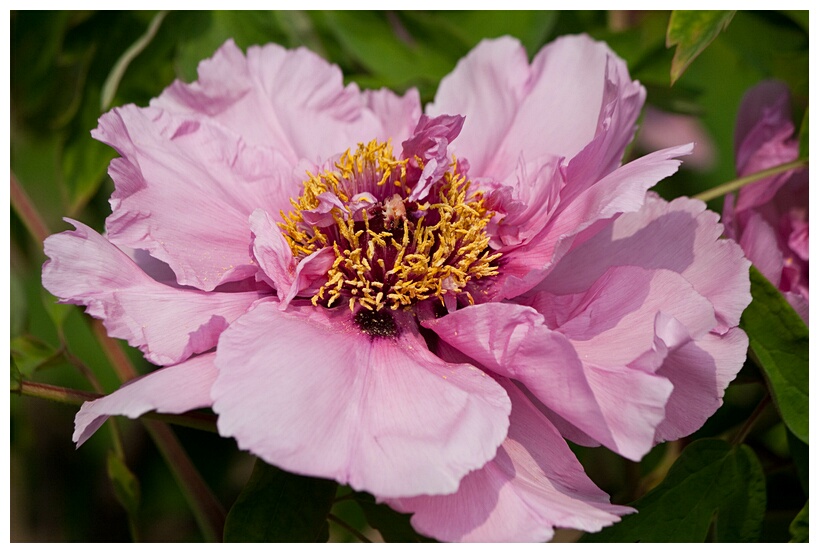 Imperial Peony