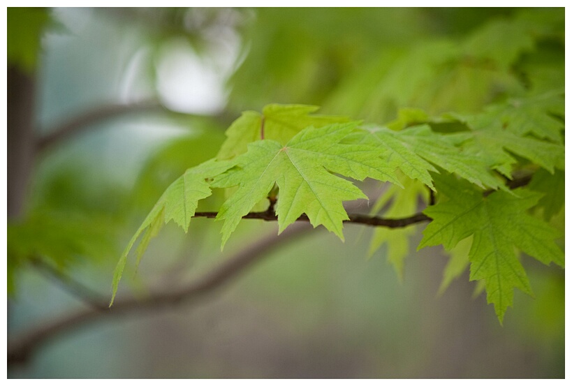 Maple Leaf