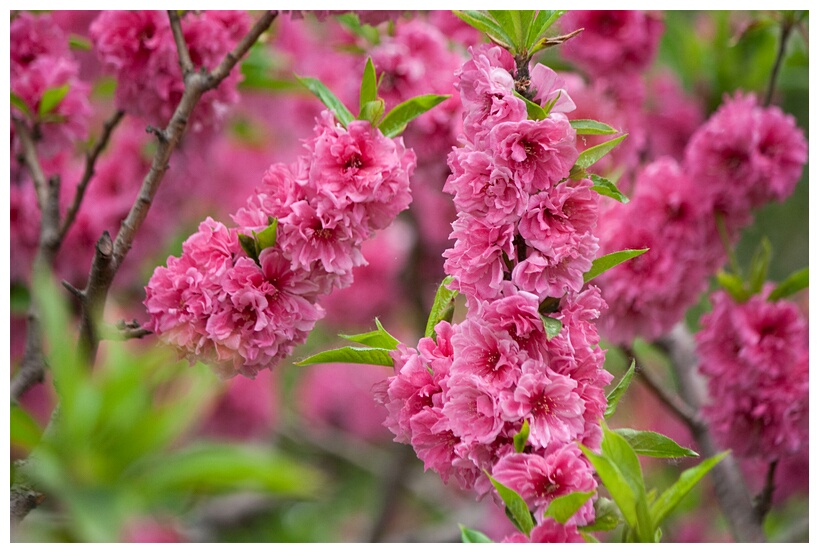Peach Trees