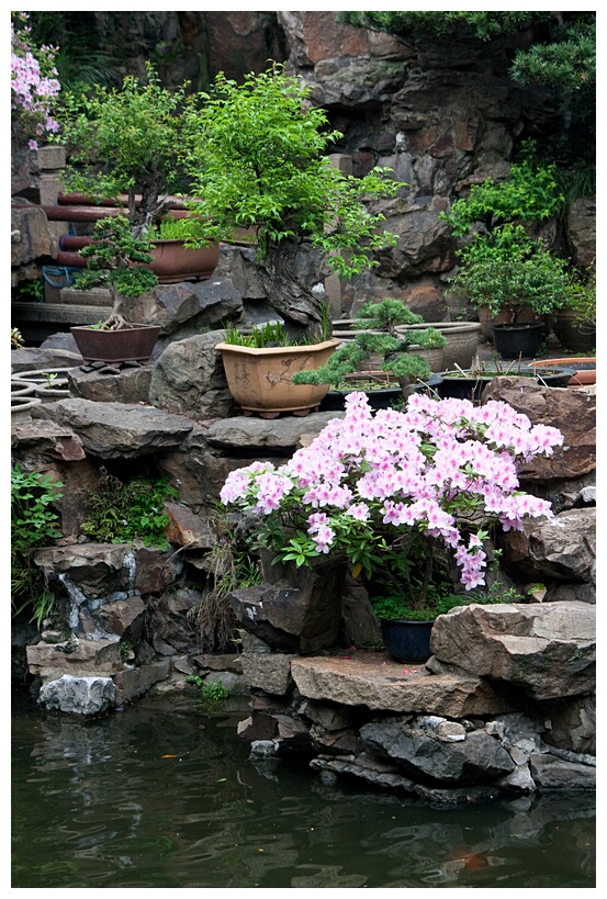 Penjing Corner