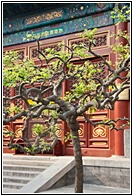 Lama Temple Complex