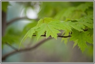 Maple Leaf