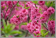 Peach Trees