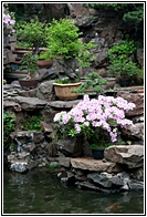 Penjing Corner
