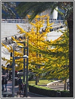Ginkgo