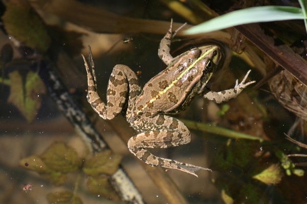 Rana