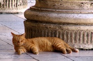 Gato Descansando