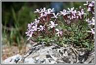 Flores Silvestres