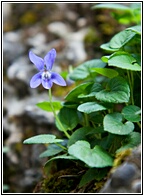 Florecilla Solitaria
