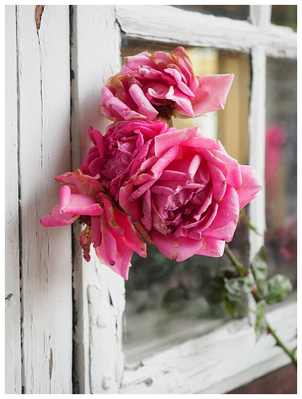 Old Roses