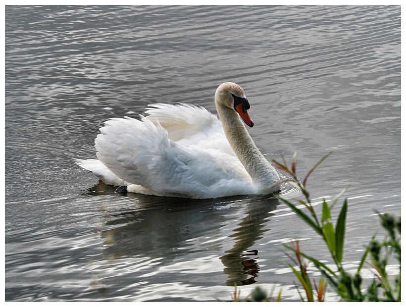 Swan
