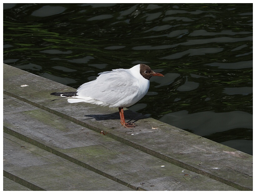 Black-Headed Gull