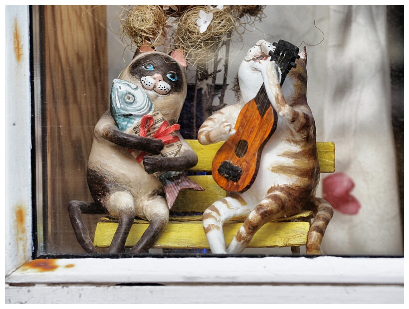 Funny Cats