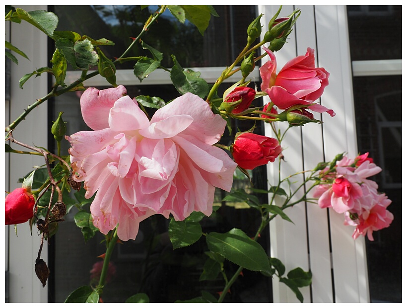 Roses