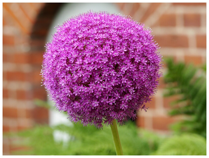 Round Flower