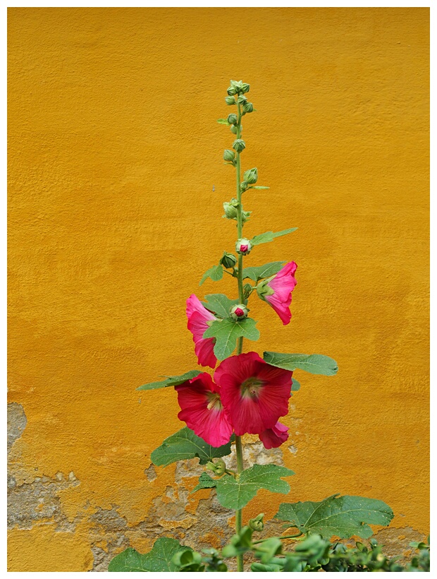 Hollyhock