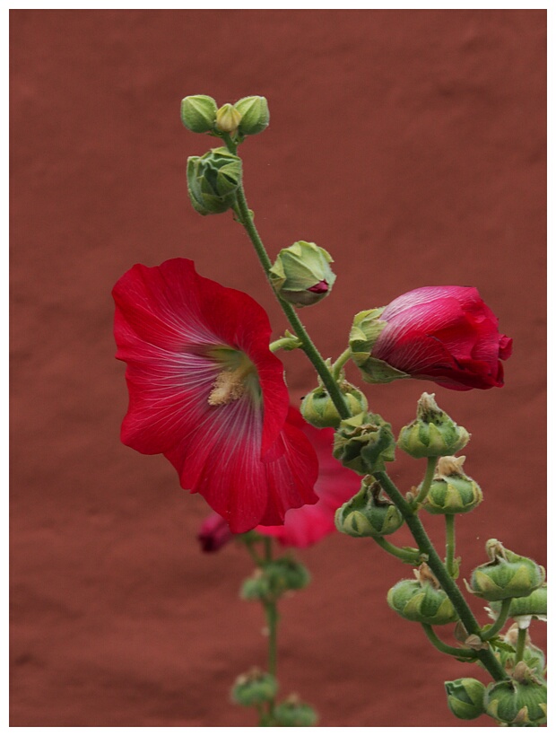 Hollyhocks
