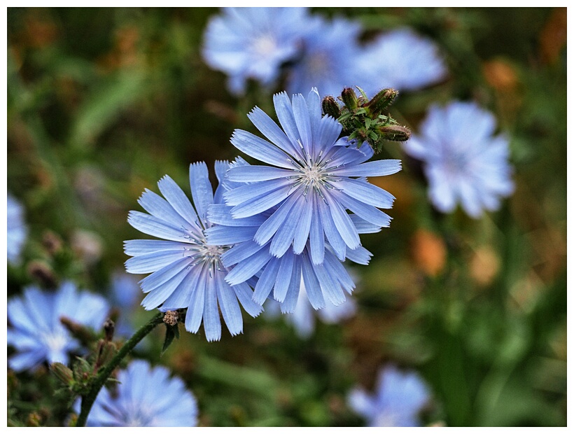 Blue Flowers