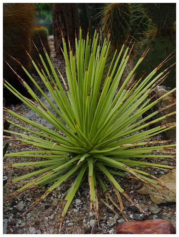 Botanisk Have
