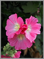 Hollyhocks