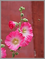 Hollyhocks