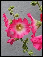 Hollyhocks