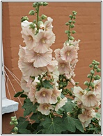 Hollyhocks