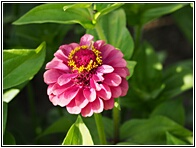 Dahlia Garden 