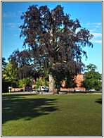 Kongens Have