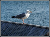 Kolding Fjord