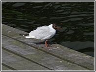 Black-Headed Gull