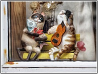 Funny Cats