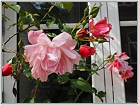 Roses