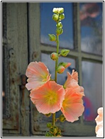 Hollyhocks